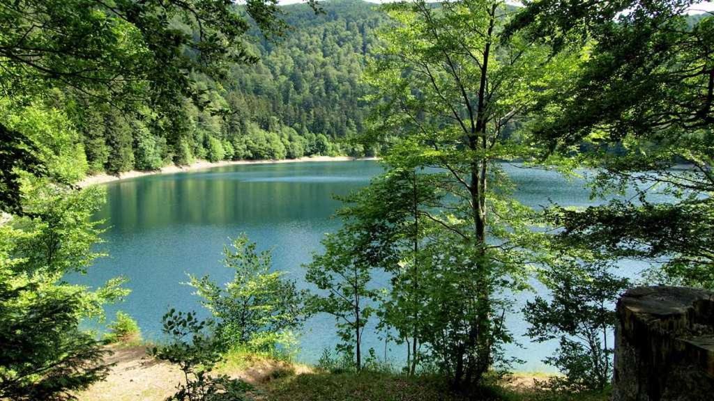 Appartement Avec Terrasse Entre Vignes, Balades, Alsace Guebwiller Eksteriør billede
